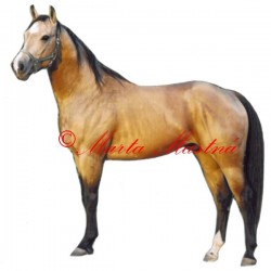 Samolepka quartër horse, western, kůň, koně - archiv
