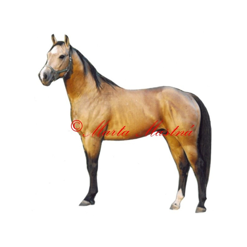 Samolepka quarter horse