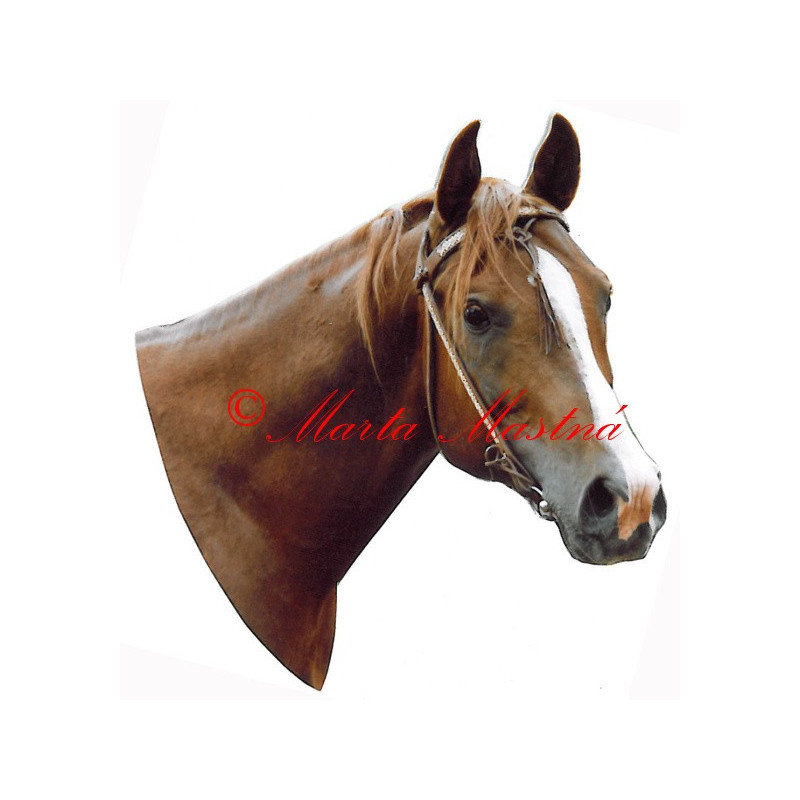 Samolepka shagya arab Kazan