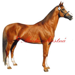 Samolepka anglický plnokrevník