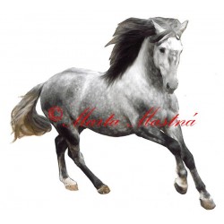Samolepka andaluský kůň, pura raza, koně