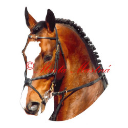 Samolepka teplokrevník Orido