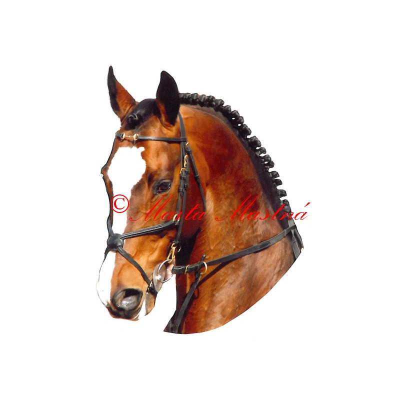 Samolepka teplokrevník Orido