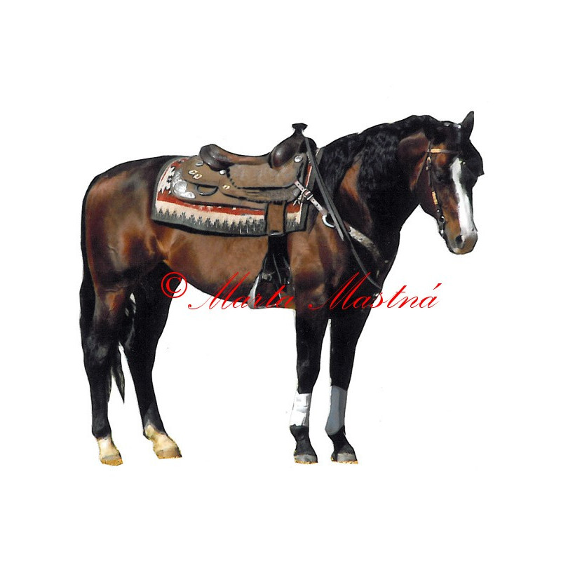 Samolepka quarter horse, western