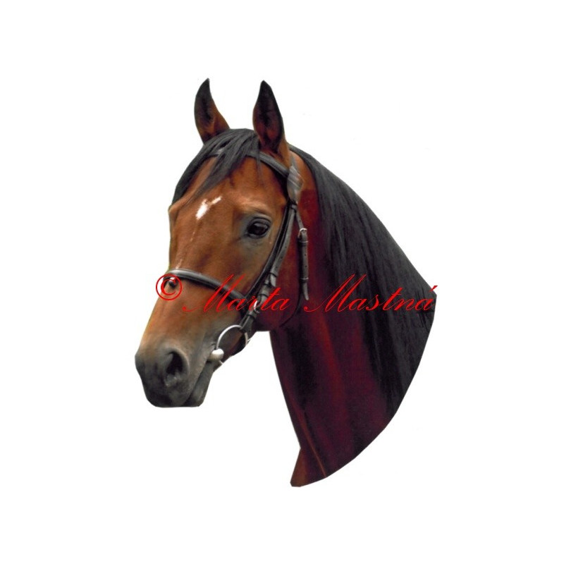 Samolepka anglický plnokrevník