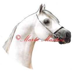 Samolepka arabský plnokrevník