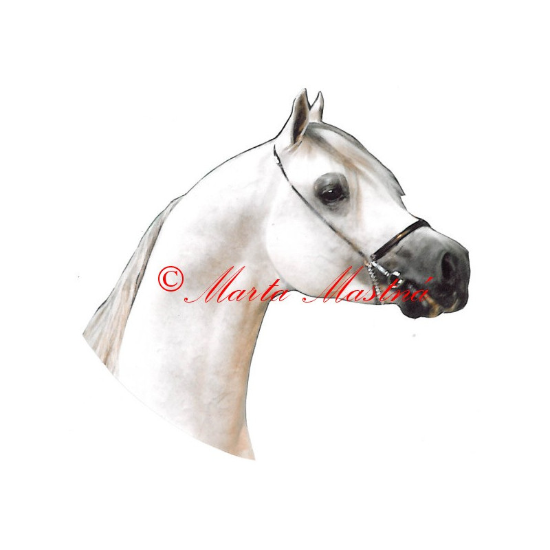 Samolepka arabský plnokrevník