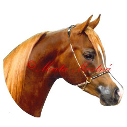 Samolepka arabský plnokrevník