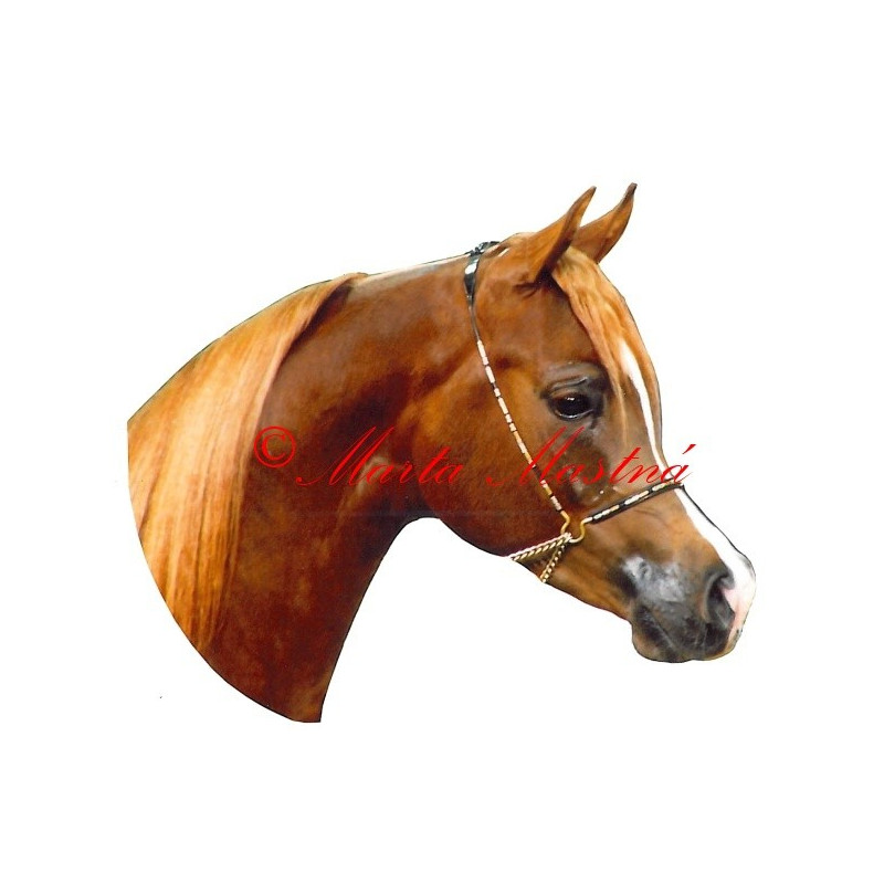 Samolepka arabský plnokrevník