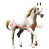 Samolepka arabský kůň Emigrant