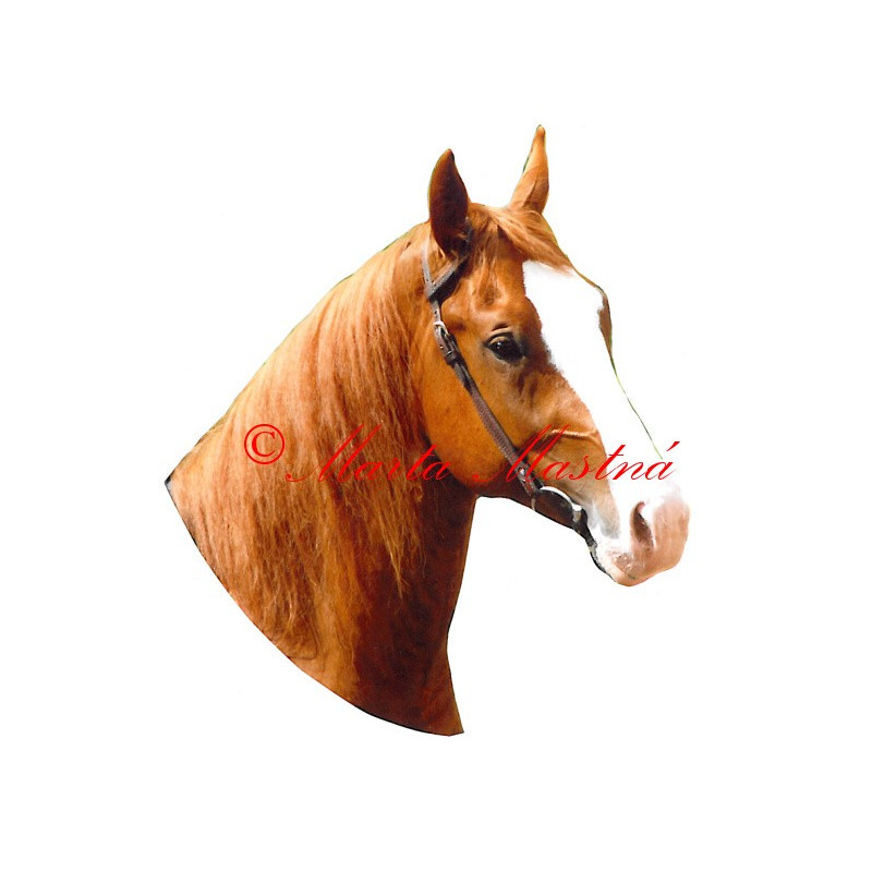 Samolepka quarter horse