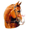 Samolepka quarter horse