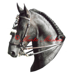 Samolepka andaluský kůň