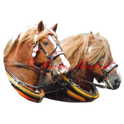 Samolepka českomoravský belgik