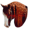 Samolepka quarter horse