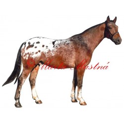 Samolepka velkopolský kůň, appaloosa, kůň, koně