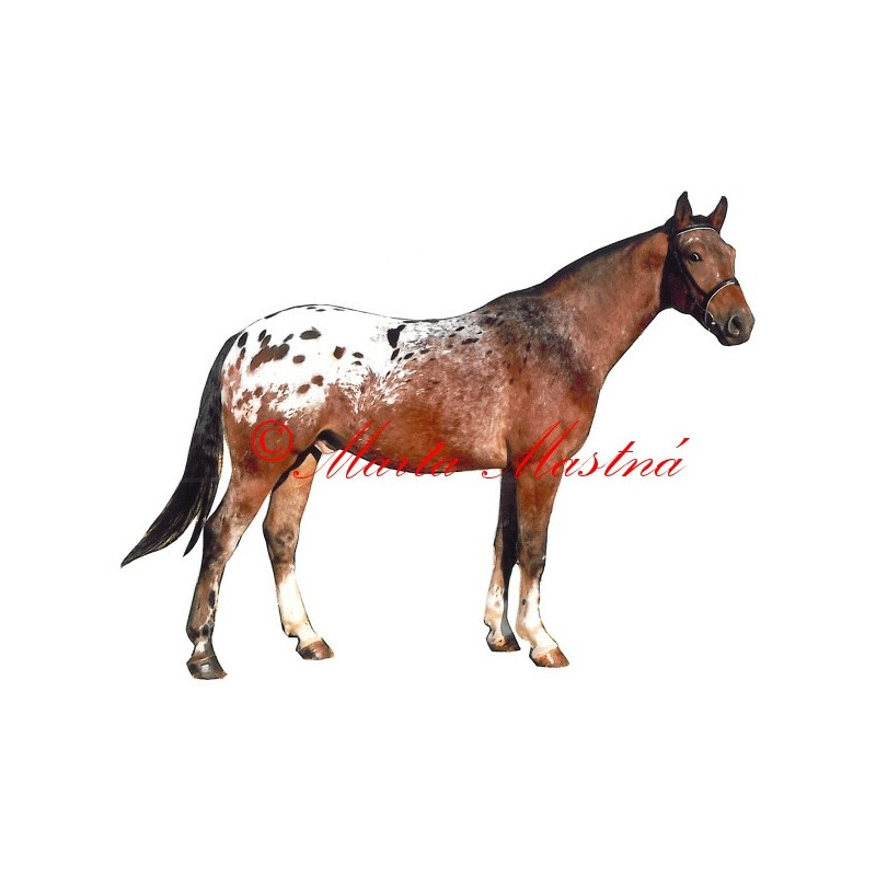 Samolepka velkopolský kůň, appaloosa