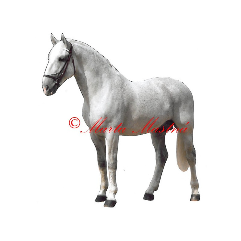 Samolepka kladrubský kůň