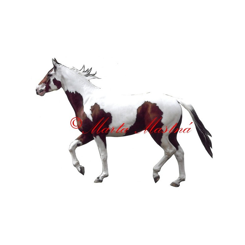 Samolepka paint horse