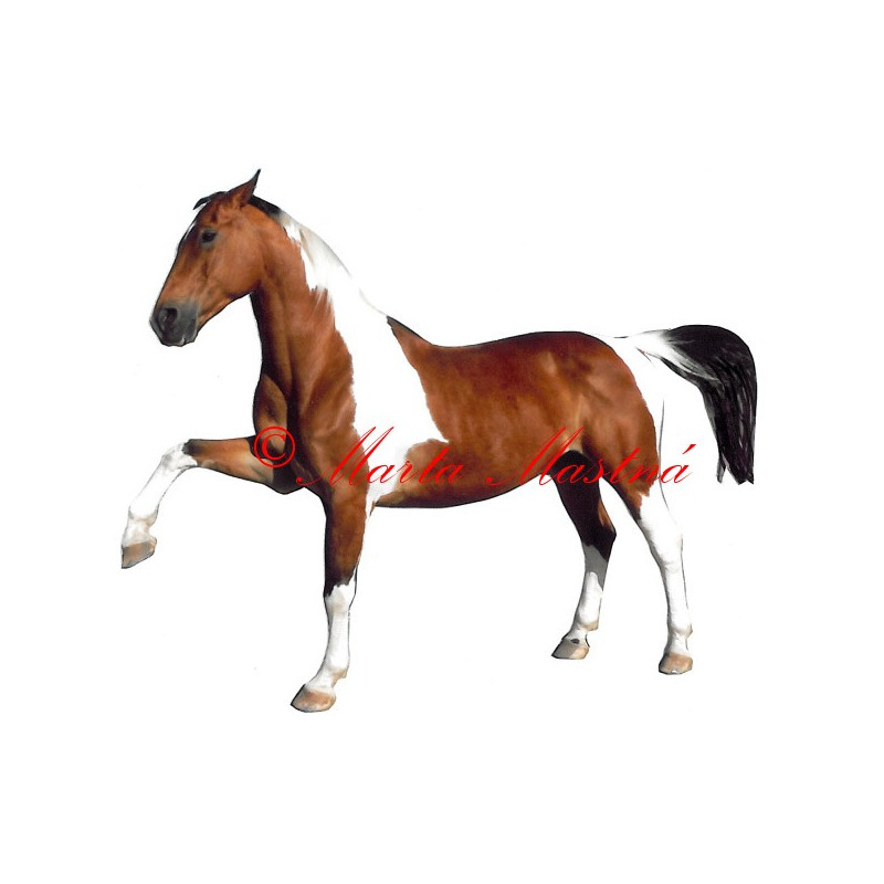 Samolepka teplokrevník West