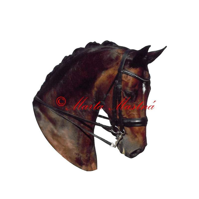 Samolepka teplokrevník drezura