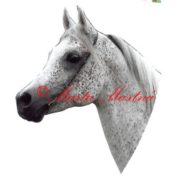 Samolepka arabský plnokrevník