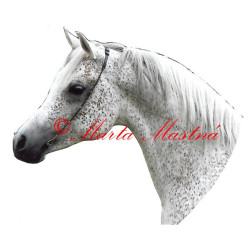 Samolepka arabský plnokrevník