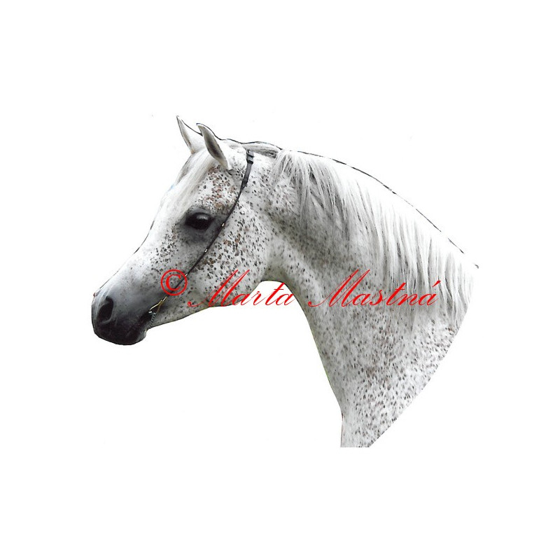 Samolepka arabský plnokrevník