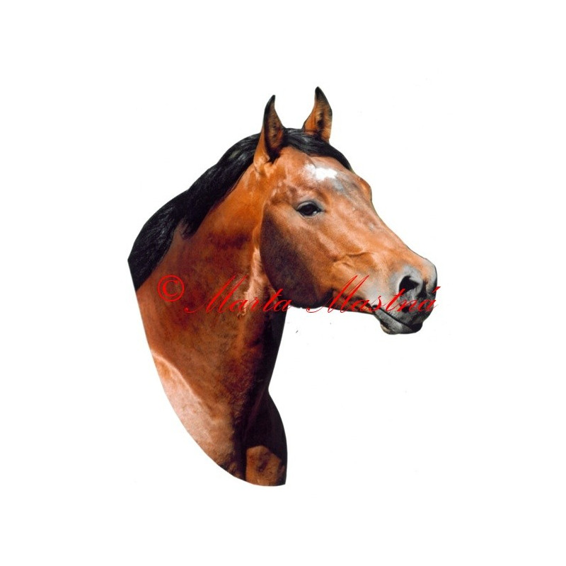 Samolepka quarter horse