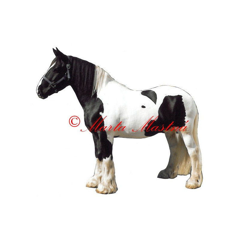 Samolepka irský cob, tinker Cody