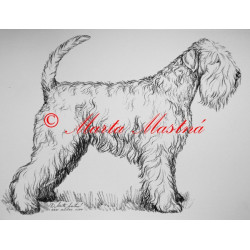 Pšeničný teriér - soft coated wheaten terier