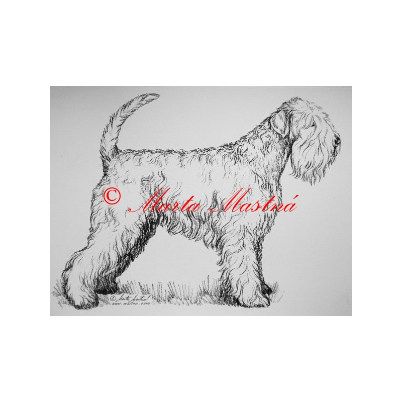 Pšeničný teriér - soft coated wheaten terier