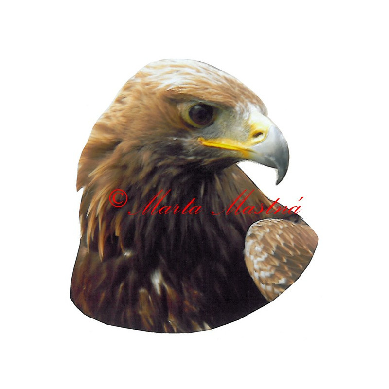 Samolepka dravec orel