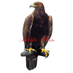 Samolepka dravec orel