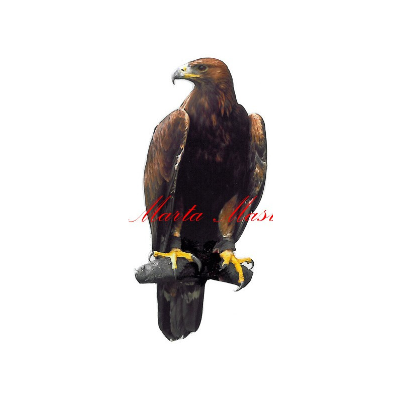 Samolepka dravec orel