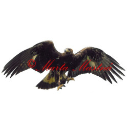 Samolepka dravec orel