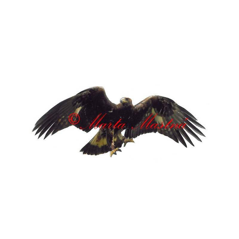 Samolepka dravec orel
