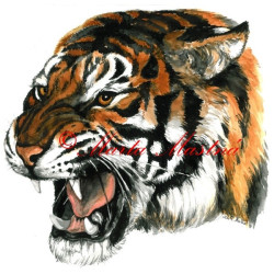 Samolepka tygr