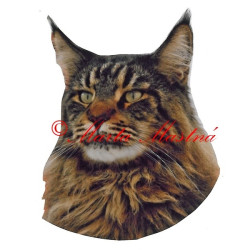 Samolepka kočka mainská mývalí