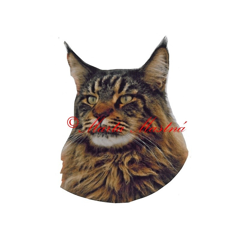 Samolepka kočka mainská mývalí