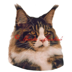 Samolepka kočka mainská mývalí