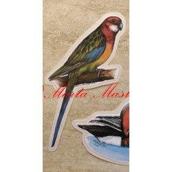 Samolepka papoušek rosela