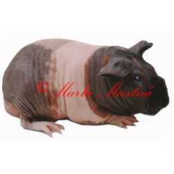 Samolepka morče skinny