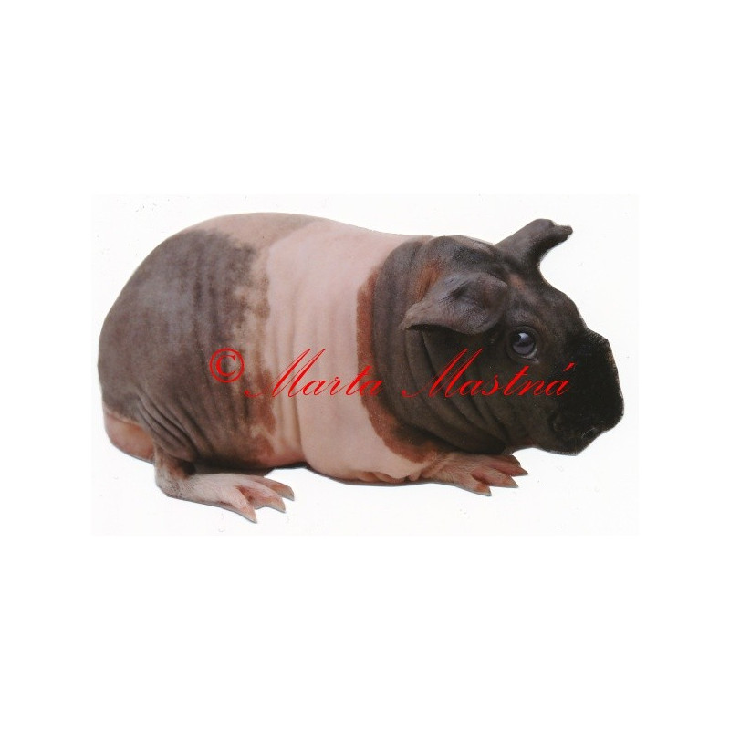 Samolepka morče skinny