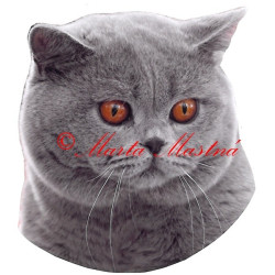 Samolepka kočka britská modrá