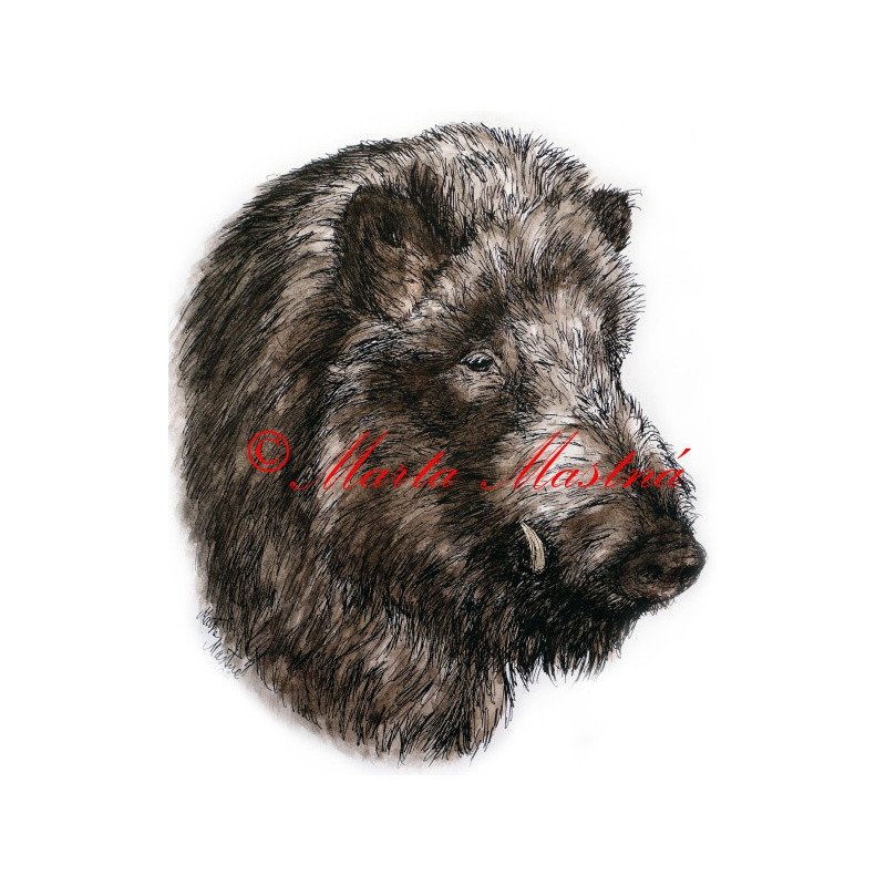 Samolepka divoké prase