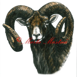 Samolepka muflon