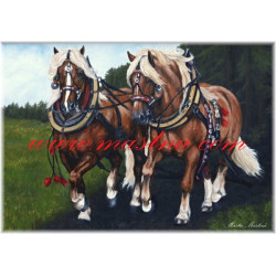 Autorský tisk chladnokrevní hřebci, českomoravský belgik