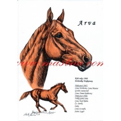 Obraz anglický plnokrevník Arva, koně, perokresba - tisk