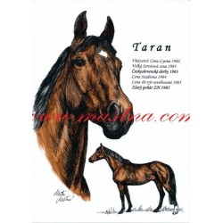 Obraz anglický plnokrevník Taran, koně, perokresba - tisk